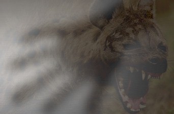 117