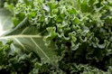kale