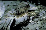 oily-bird_150.jpg (9551 bytes)