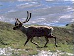 stag_150.jpg (7542 bytes)