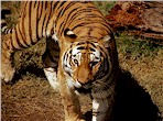 tiger_150.jpg (10883 bytes)
