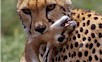 190603_sankat-cheetah1.jpg (4221 bytes)