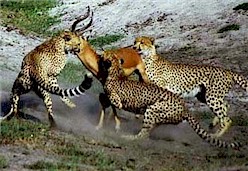 190603_sankat-cheetah2_250.jpg (25267 bytes)