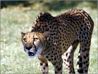 cheetah1x.jpg (14851 bytes)
