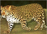 leopard1x.jpg (17428 bytes)