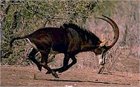 sable1x.jpg (14630 bytes)