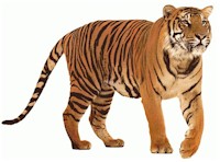 tiger1x.jpg (11795 bytes)
