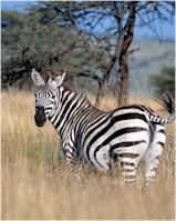 zebra1x.jpg (14920 bytes)