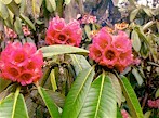 flower-100.jpg (11732 bytes)