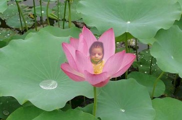 kamal