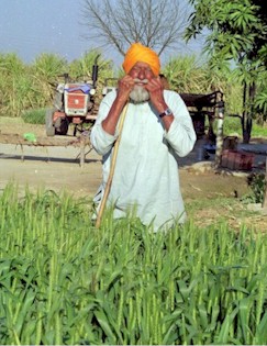 Mai Punjabi1