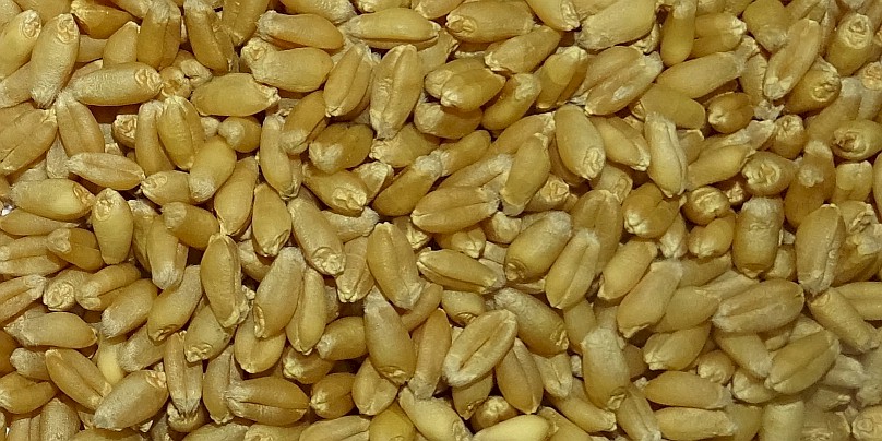 1088a