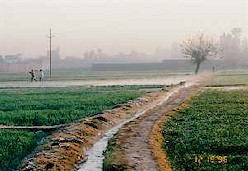 220103_nilaam-pind4_250.jpg (17241 bytes)